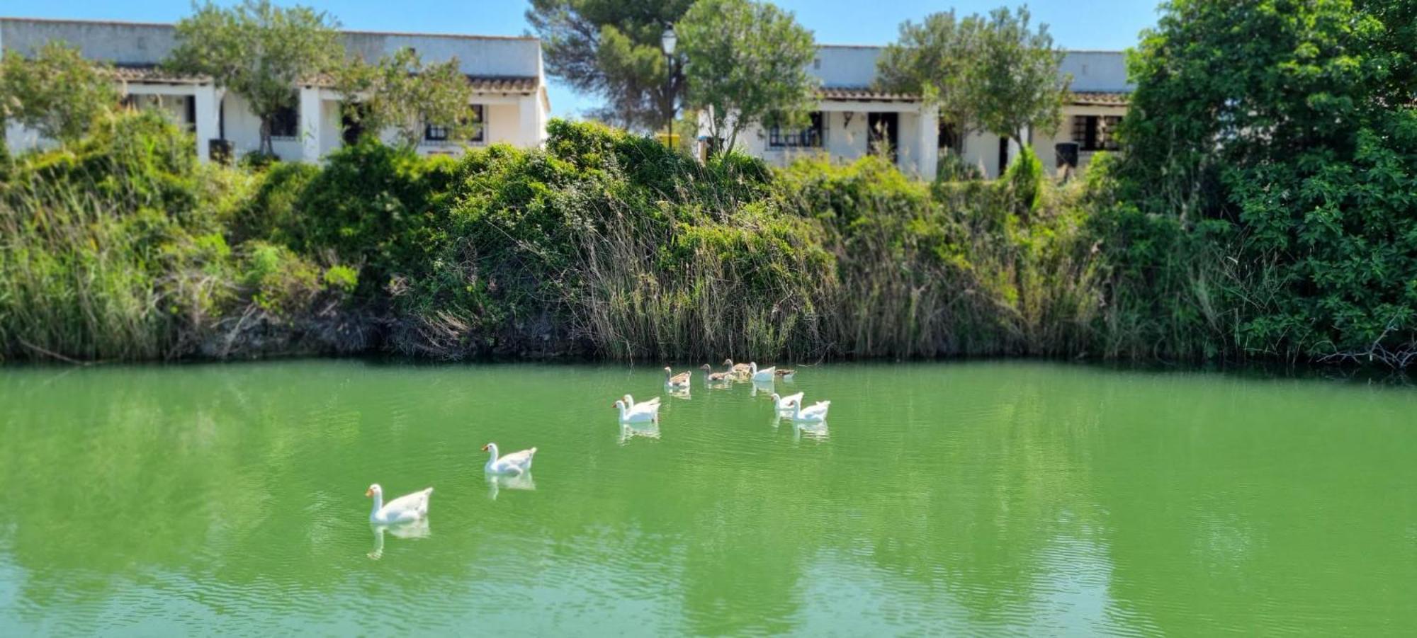 Apartment Andalou , Campagne , Chevaux , Piscine Commune Arcos de la Frontera